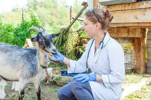 joven veterinario mujer con estetoscopio participación y examinando cabra en rancho antecedentes. joven cabra con veterinario manos para cheque arriba en natural eco granja. animal cuidado ganado ecológico agricultura concepto. foto