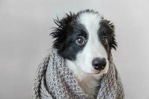 Funny studio portrait of cute smilling puppy dog border collie wearing warm clothes scarf around neck isolated on white background photo