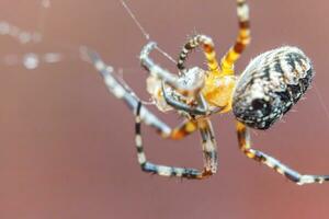 aracnofobia temor de araña mordedura concepto. macro cerca arriba araña en telaraña araña web en borroso marrón antecedentes. vida de insectos horror de miedo aterrador bandera para Víspera de Todos los Santos. foto