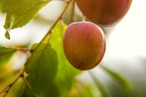 Perfect red plum growing on tree in organic plum orchard. Autumn fall view on country style garden. Healthy food vegan vegetarian baby dieting concept. Local garden produce clean food. photo