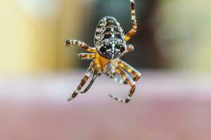 Arachnophobia fear of spider bite concept. Macro close up spider on cobweb spider web on natural blurred background. Life of insects. Horror scary frightening banner for halloween. photo