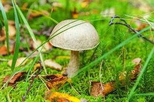 Edible small mushroom brown cap Penny Bun leccinum in moss autumn forest background. Fungus in the natural environment. Big mushroom macro close up. Inspirational natural summer or fall landscape. photo