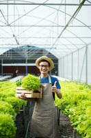 farmers hand harvest fresh salad vegetables in hydroponic plant system farms in the greenhouse to market. photo