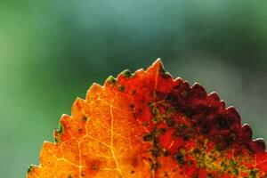 vista macro de otoño natural de primer plano de hoja naranja roja que brilla al sol sobre fondo verde borroso en el jardín o parque. fondo de pantalla de octubre o septiembre de naturaleza inspiradora. concepto de cambio de estaciones. foto