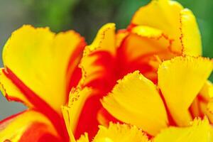 amarillo rojo tulipán flores en primavera tiempo. cerca arriba macro de Fresco primavera flor en jardín. suave resumen floral póster, extremadamente macro, selectivo enfocar. inspirador floral fondo de pantalla Días festivos tarjeta foto