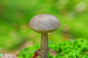 Edible small mushroom with brown cap Penny Bun leccinum in moss autumn forest background. Fungus in the natural environment. Big mushroom macro close up. Inspirational natural summer fall landscape photo