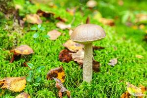 comestible pequeño seta marrón gorra centavo bollo leccinum en musgo otoño bosque antecedentes. hongo en el natural ambiente. grande seta macro cerca arriba. inspirador natural verano o otoño paisaje. foto