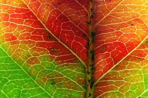 Closeup autumn fall extreme macro texture view of red orange green wood sheet tree leaf glow in sun background. Inspirational nature october or september wallpaper. Change of seasons concept. photo