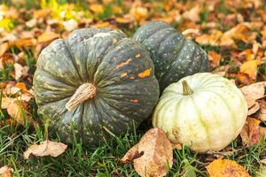 Autumnal Background. Autumn fall pumpkins on dried fall leaves garden background outdoor. October september wallpaper Change of seasons ripe organic food concept Halloween party Thanksgiving day. photo