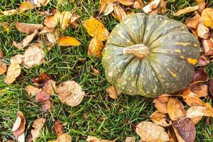 Autumnal Background. Autumn fall pumpkin on dried fall leaves garden background outdoor. October september wallpaper Change of seasons ripe organic food concept Halloween party Thanksgiving day. photo