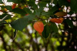 Closeup natural autumn fall view of red orange leaf glow in sun on blurred green background in garden or park. Inspirational nature october or september wallpaper. Change of seasons concept. photo