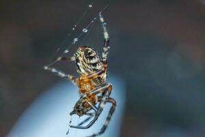 Arachnophobia fear of spider bite concept. Macro close up spider on cobweb spider web on blurred blue background. Life of insects. Horror scary frightening banner for halloween. photo