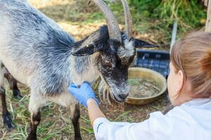 Veterinarian woman with syringe holding and injecting goat on ranch background. Young goat with vet hands, vaccination in natural eco farm. Animal care, modern livestock, ecological farming. photo