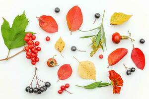 Autumn floral composition. Plants viburnum rowan berries dogrose flowers colorful leaves isolated on white background. Fall natural plants ecology wallpaper concept. Flat lay, top view photo