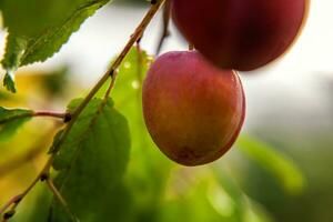 Perfect red plum growing on tree in organic plum orchard. Autumn fall view on country style garden. Healthy food vegan vegetarian baby dieting concept. Local garden produce clean food. photo