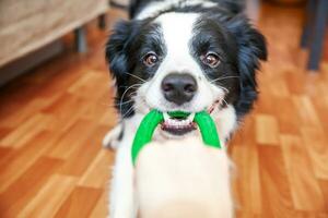 Funny portrait of cute smilling puppy dog border collie holding colourful green toy in mouth. New lovely member of family little dog at home playing with owner. Pet care and animals concept. photo