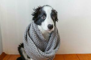 Funny studio portrait of cute smilling puppy dog border collie wearing warm clothes scarf around neck indoor at home photo