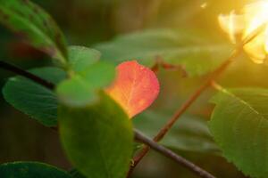 Closeup natural autumn fall view of red orange leaf glow in sun on blurred green background in garden or park. Inspirational nature october or september wallpaper. Change of seasons concept. photo