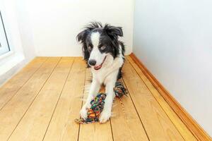 Funny portrait of cute smiling puppy dog border collie holding colourful rope toy in mouth. New lovely member of family little dog at home playing with owner. Pet care and animals concept. photo