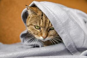 Funny arrogant domestic tabby cat lying on couch under plaid indoors. Kitten resting at home keeping warm hiding under blanket in cold fall autumn winter weather. Pet animal life Hygge mood concept. photo