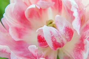 Pink tulip flowers in spring time. Close up macro of fresh spring flower in garden. Soft abstract floral poster, extremely macro, selective focus. Inspirational floral wallpaper holidays card photo