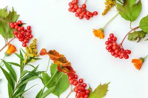 Autumn floral composition. Frame made of autumn plants viburnum berries orange flowers isolated on white background. Autumn fall natural plants ecology wallpaper concept. Flat lay top view, copy space photo