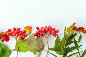 Autumn floral composition. Frame made of autumn plants viburnum berries orange flowers isolated on white background. Autumn fall natural plants ecology wallpaper concept. Flat lay top view, copy space photo