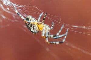 Arachnophobia fear of spider bite concept. Macro close up spider on cobweb spider web on blurred brown background. Life of insects. Horror scary frightening banner for halloween. photo