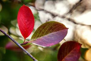 de cerca natural otoño otoño ver de rojo naranja hoja resplandor en Dom en borroso verde antecedentes en jardín o parque. inspirador naturaleza octubre o septiembre fondo de pantalla. cambio de estaciones concepto. foto