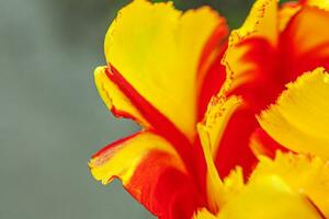 Yellow red tulip flowers in spring time. Close up macro of fresh spring flower in garden. Soft abstract floral poster, extremely macro, selective focus. Inspirational floral wallpaper holidays card photo