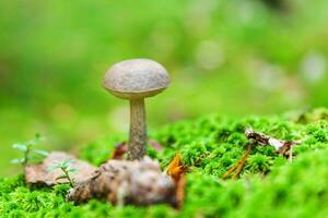 Edible small mushroom with brown cap Penny Bun leccinum in moss autumn forest background. Fungus in the natural environment. Big mushroom macro close up. Inspirational natural summer fall landscape photo