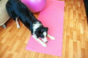 perro gracioso border collie practicando clases de yoga en interiores. cachorro haciendo pose de asana de yoga en una alfombra de yoga rosa en casa. tranquilidad y relajación durante la cuarentena. hacer ejercicio en el gimnasio en casa. foto