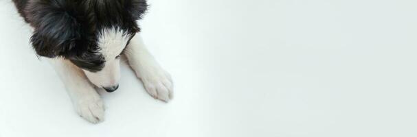 divertido retrato de estudio de un lindo cachorro sonriente collie de frontera aislado en fondo blanco. cuidado de mascotas y concepto de animales. bandera foto