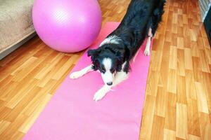 Funny dog border collie practicing yoga lesson indoor. Puppy doing yoga asana pose on pink yoga mat at home. Calmness and relax during quarantine. Working out gym at home. photo