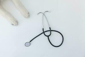 Cachorro de perro border collie patas y estetoscopio aislado sobre fondo blanco. perrito en la recepción del médico veterinario en la clínica veterinaria foto