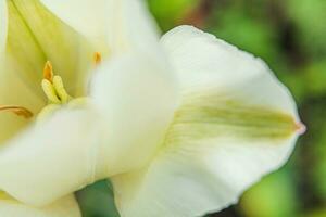White tulip flowers in spring time. Close up macro of fresh spring flower in garden. Soft abstract floral poster, extremely macro, selective focus. Inspirational floral wallpaper holidays card photo