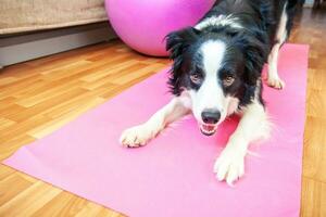 perro gracioso border collie practicando clases de yoga en interiores. cachorro haciendo pose de asana de yoga en una alfombra de yoga rosa en casa. tranquilidad y relajación durante la cuarentena. hacer ejercicio en el gimnasio en casa. foto