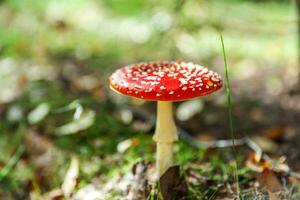Toxic and hallucinogen mushroom Fly Agaric in grass on autumn forest background. Red poisonous Amanita Muscaria fungus macro close up in natural environment. Inspirational natural fall landscape. photo