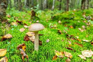 Edible small mushroom brown cap Penny Bun leccinum in moss autumn forest background. Fungus in the natural environment. Big mushroom macro close up. Inspirational natural summer or fall landscape. photo