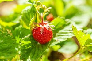 Industrial cultivation of strawberries plant. Bush with ripe red fruits strawberry in summer garden bed. Natural growing of berries on farm. Eco healthy organic food horticulture concept background. photo