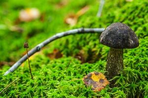 Edible small mushroom brown cap Penny Bun leccinum in moss autumn forest background. Fungus in the natural environment. Big mushroom macro close up. Inspirational natural summer or fall landscape. photo