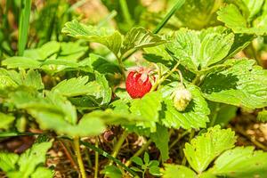 Industrial cultivation of strawberries plant. Bush with ripe red fruits strawberry in summer garden bed. Natural growing of berries on farm. Eco healthy organic food horticulture concept background. photo