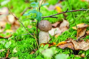 Edible small mushroom with brown cap Penny Bun leccinum in moss autumn forest background. Fungus in the natural environment. Big mushroom macro close up. Inspirational natural summer fall landscape photo