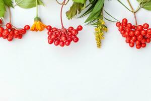 Autumn floral composition. Frame made of autumn plants viburnum berries orange flowers isolated on white background. Autumn fall natural plants ecology wallpaper concept. Flat lay top view, copy space photo