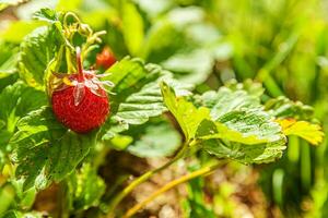 Industrial cultivation of strawberries plant. Bush with ripe red fruits strawberry in summer garden bed. Natural growing of berries on farm. Eco healthy organic food horticulture concept background. photo