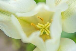 blanco tulipán flores en primavera tiempo. cerca arriba macro de Fresco primavera flor en jardín. suave resumen floral póster, extremadamente macro, selectivo enfocar. inspirador floral fondo de pantalla Días festivos tarjeta foto