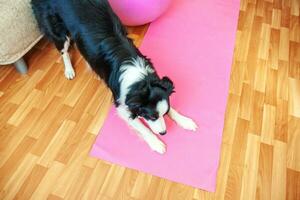 perro gracioso border collie practicando clases de yoga en interiores. cachorro haciendo pose de asana de yoga en una alfombra de yoga rosa en casa. tranquilidad y relajación durante la cuarentena. hacer ejercicio en el gimnasio en casa. foto