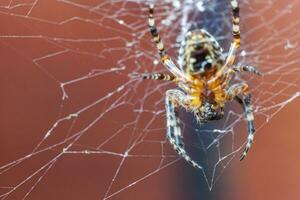 Arachnophobia fear of spider bite concept. Macro close up spider on cobweb spider web on blurred brown background. Life of insects. Horror scary frightening banner for halloween. photo