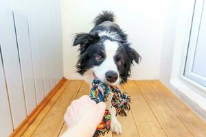 Funny portrait of cute smiling puppy dog border collie holding colourful rope toy in mouth. New lovely member of family little dog at home playing with owner. Pet care and animals concept. photo