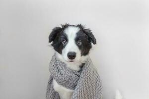 Funny studio portrait of cute smilling puppy dog border collie wearing warm clothes scarf around neck isolated on white background photo